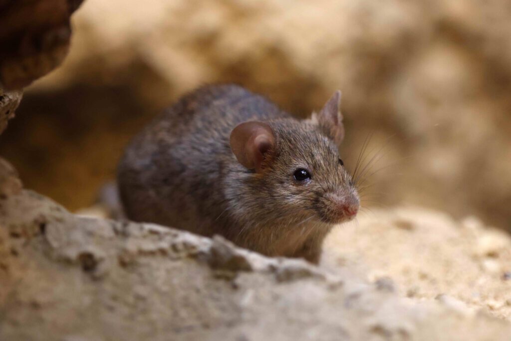 petite souris