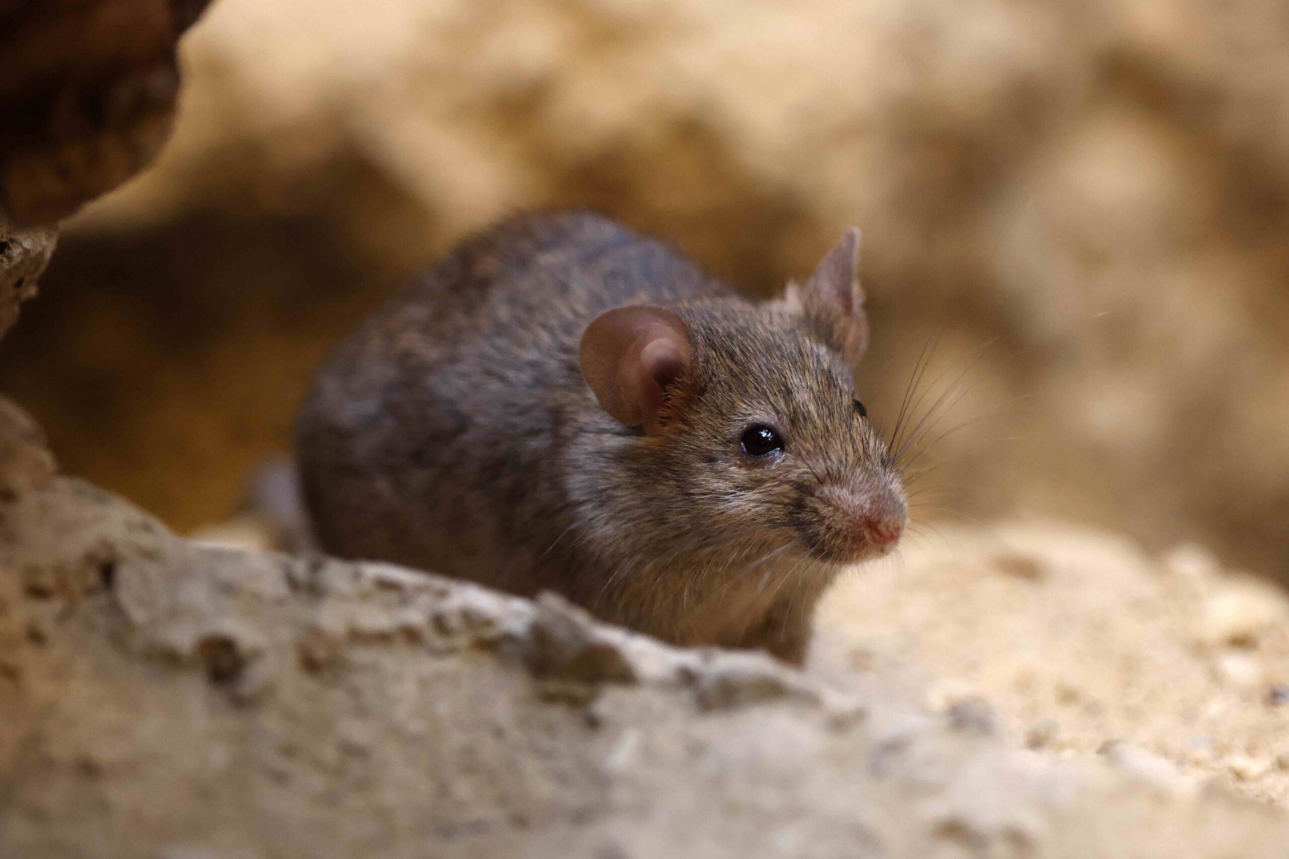 petite souris