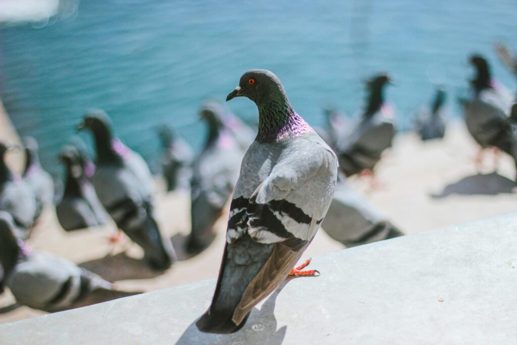 dépigeonnage drôme ardèche