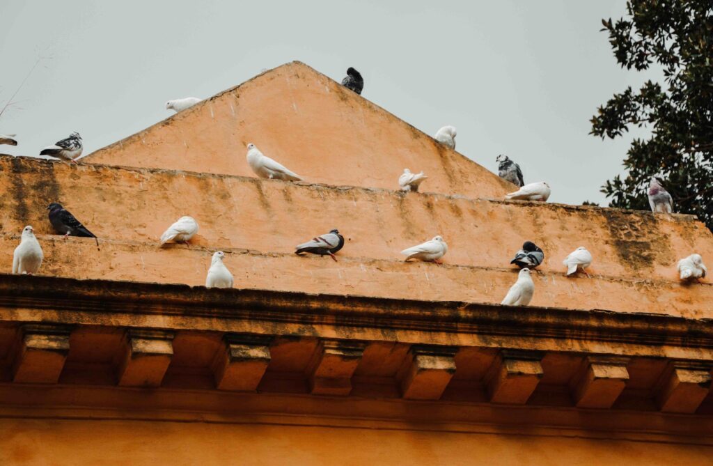 dépigeonnage professionnel