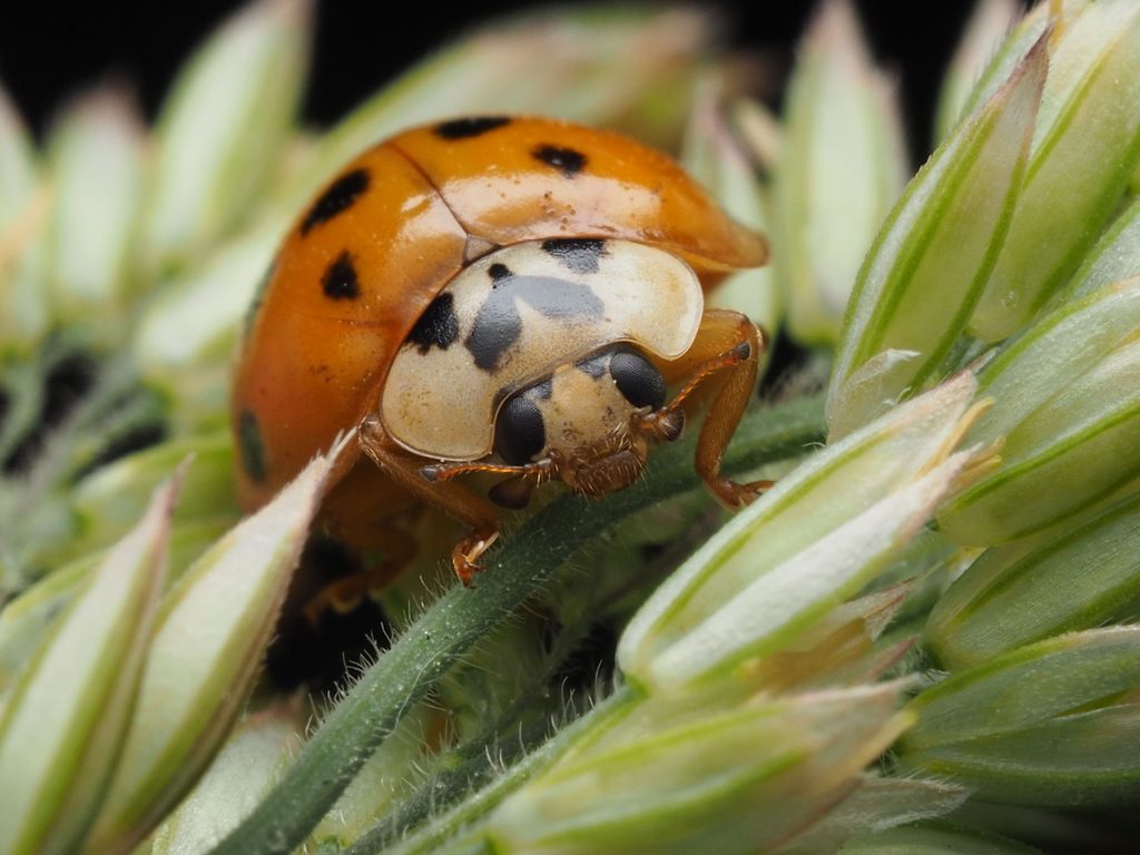 coccinelle asiatique